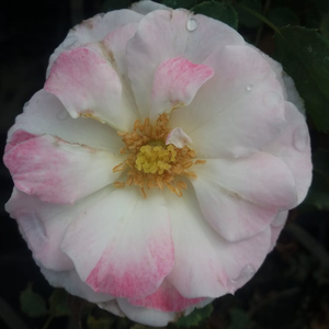 Whitish pink - bed and borders rose - floribunda